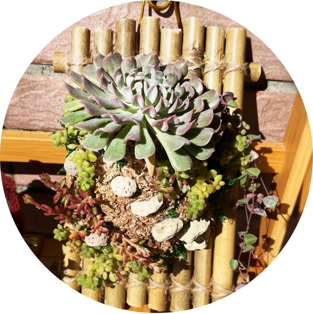 竹編多肉上板🪸