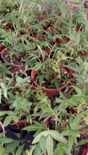 手好香❤️喜歡芳香萬壽菊的味道❤️