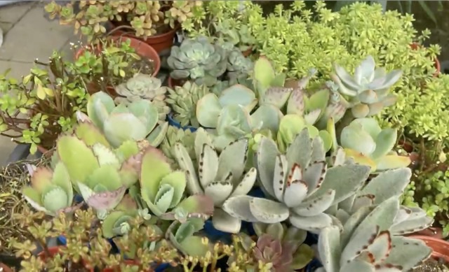 等待颱風來澆水☔️