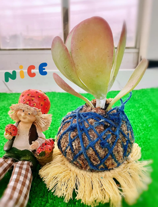 我在苔球上的進步😁