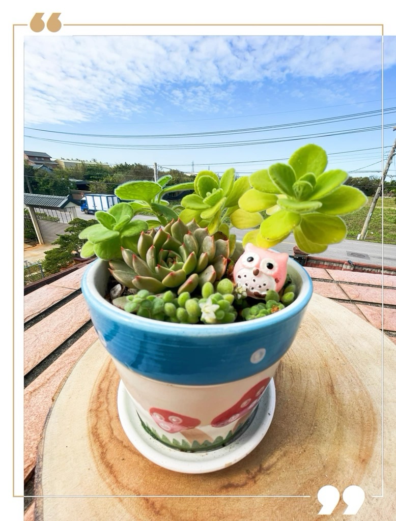 今天組五盆多肉盆栽呦❤️
