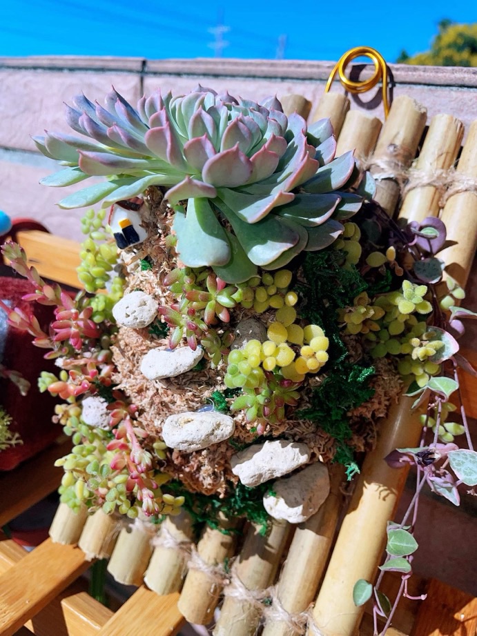 「想要知道多肉植物養殖小秘密嗎？」🤫