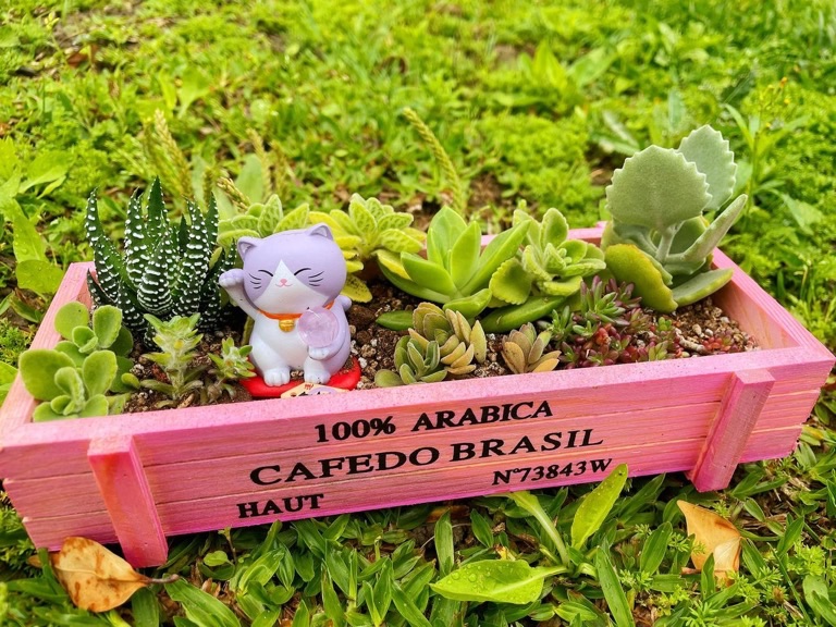 今天的多肉組盆特別好看😍