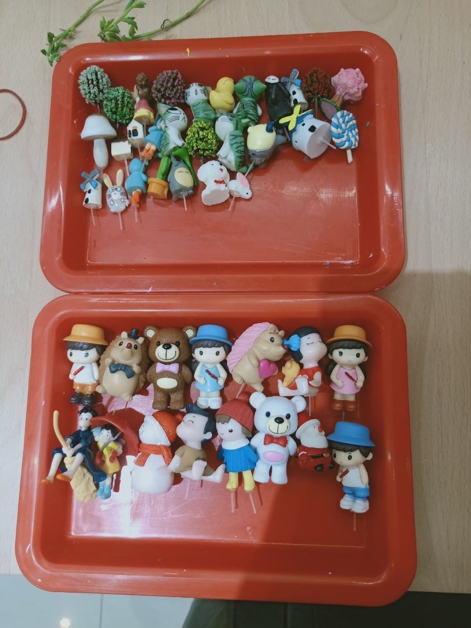 🌿獲得培養小生命的成就感🥳