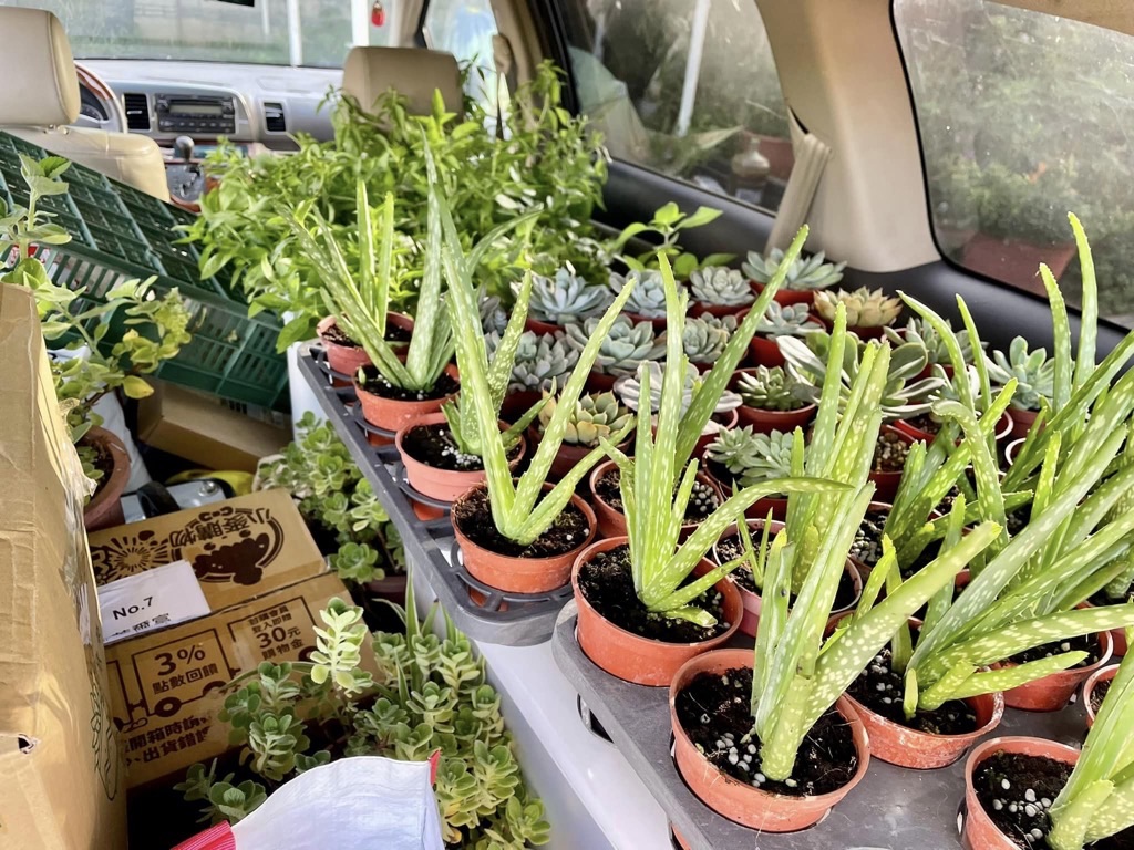 一個人開車無聊就唱歌給植物聽🤣