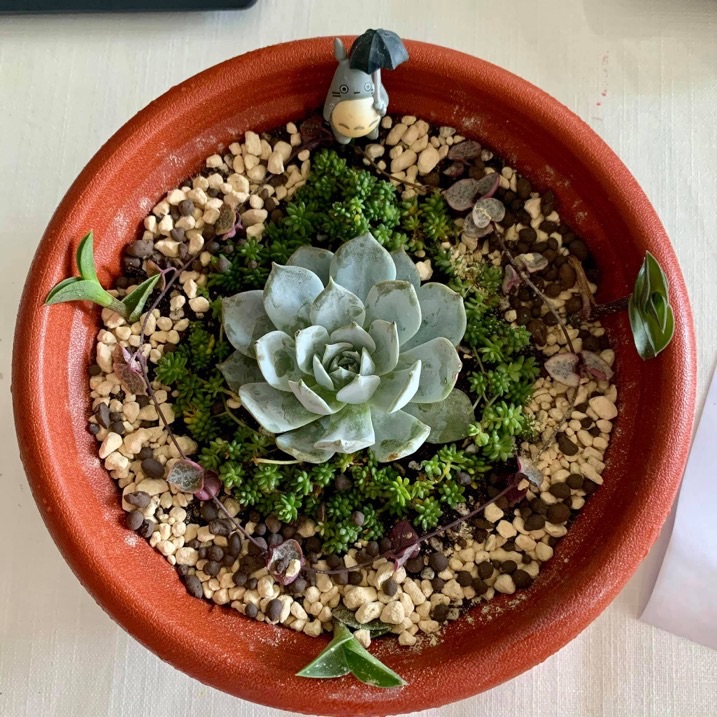 線上植物療癒體驗🍀