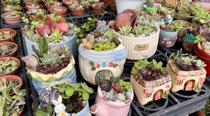 植物是溫柔的陪伴🌿