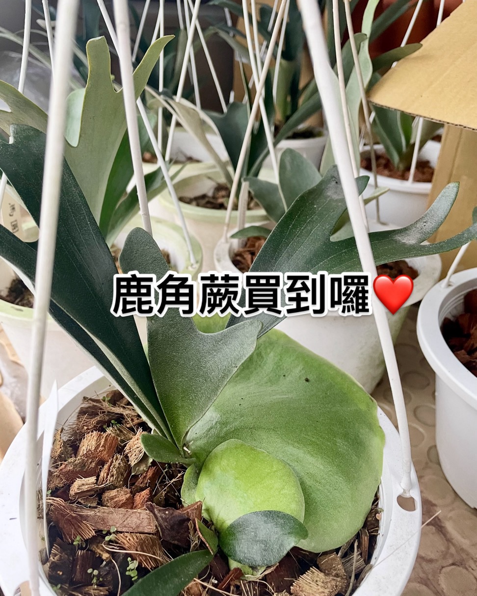 鹿角蕨買到囉‼️