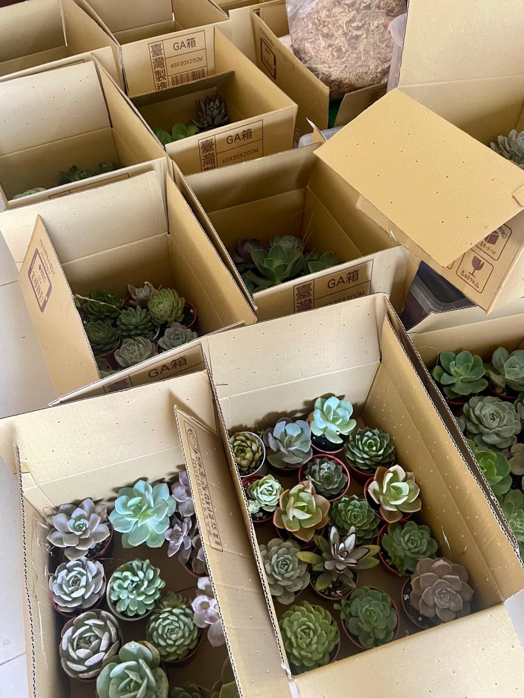 這些植物就像我的孩子們…