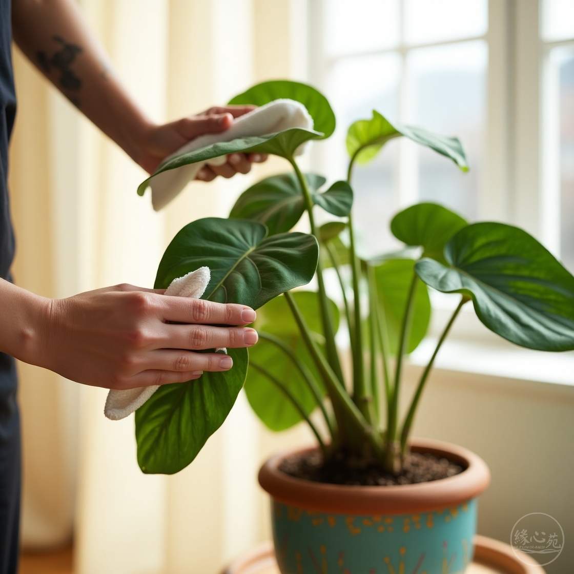 緣心苑「綠意生活」的理念：一雙帶有紋身的手，正用一塊白布溫柔地擦拭室內植物的寬大綠葉，象徵著透過親手照護，將療癒落實於日常的生活美學。
