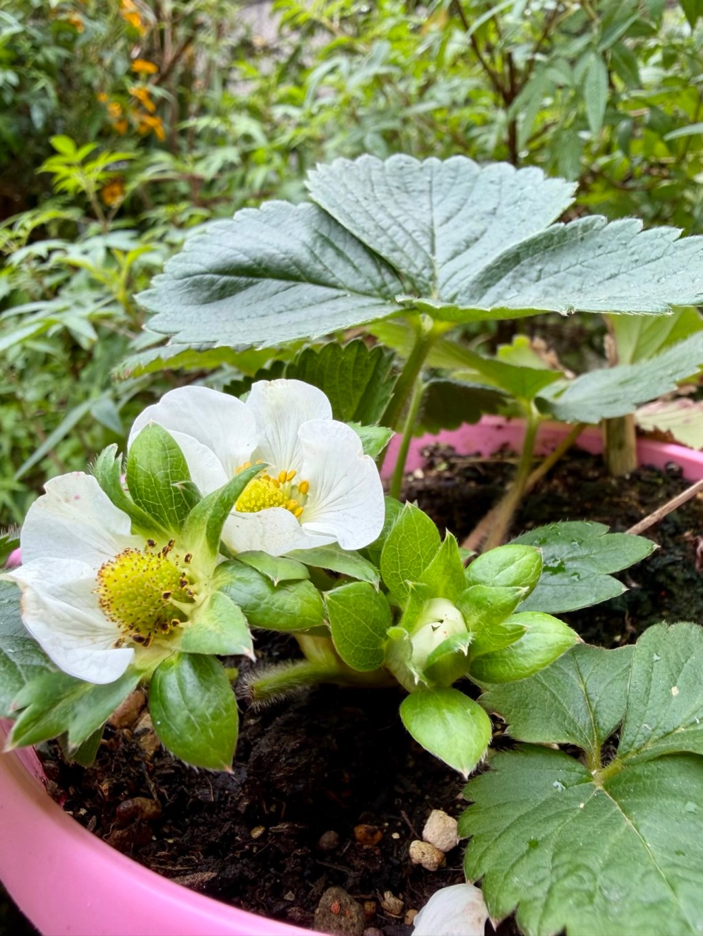 有些等待，是從一盆草莓開始