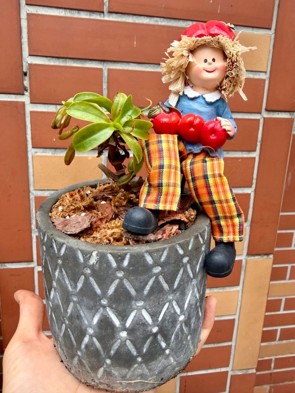 我只是努力活著