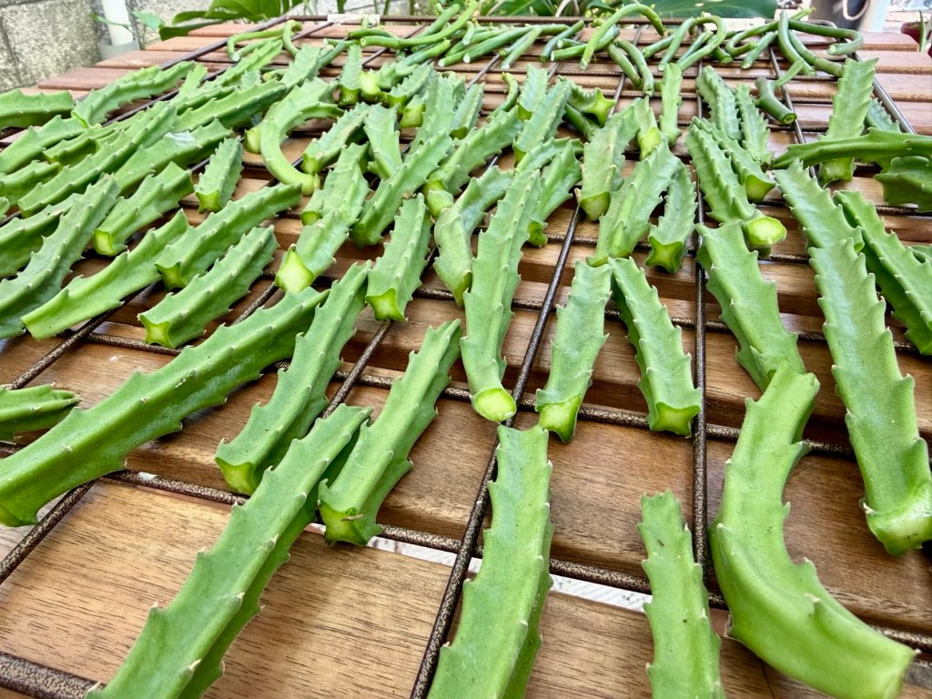 她曾被宣判死期，如今推著他來上課…