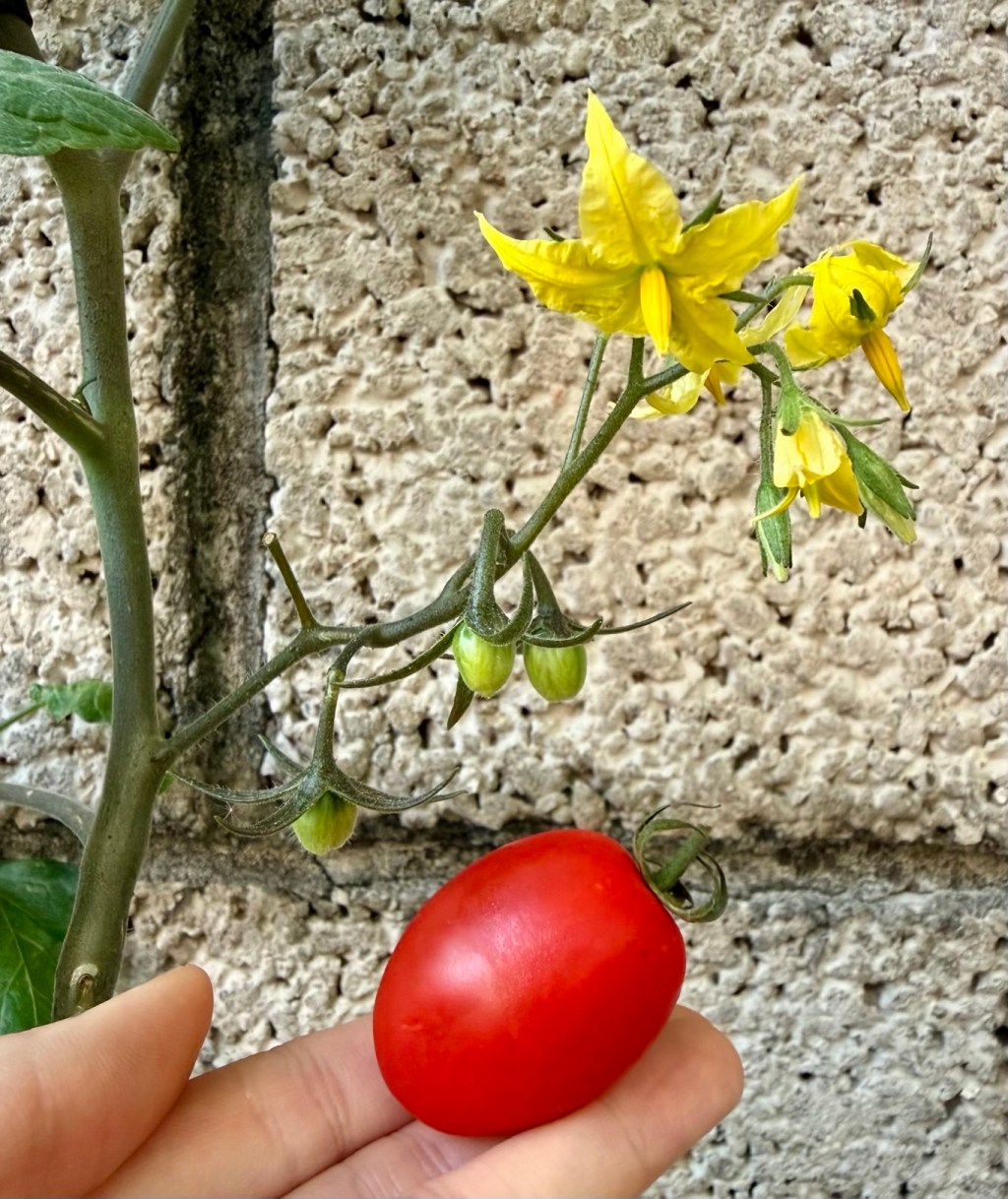 小蕃茄啊～小蕃茄🍅