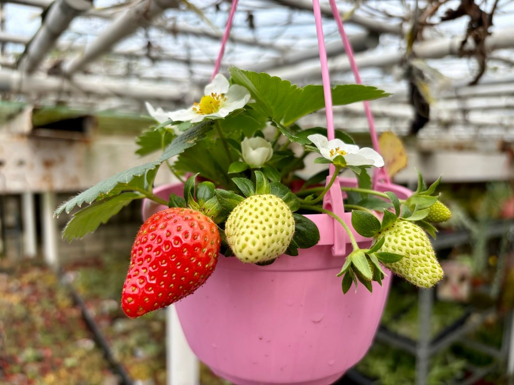 還記得年前那些草莓花嗎？現在已經慢慢結果了🍓