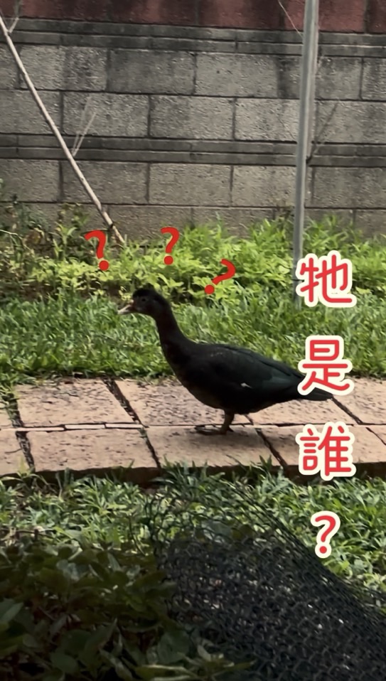 誤入庭園的小可愛