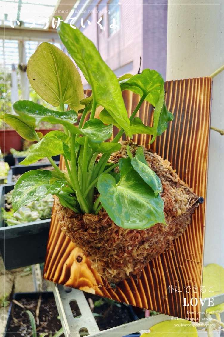 🌿【植感上板｜植物手作體驗課】